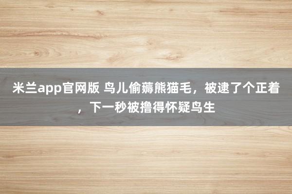 米兰app官网版 鸟儿偷薅熊猫毛，被逮了个正着，下一秒被撸得怀疑鸟生
