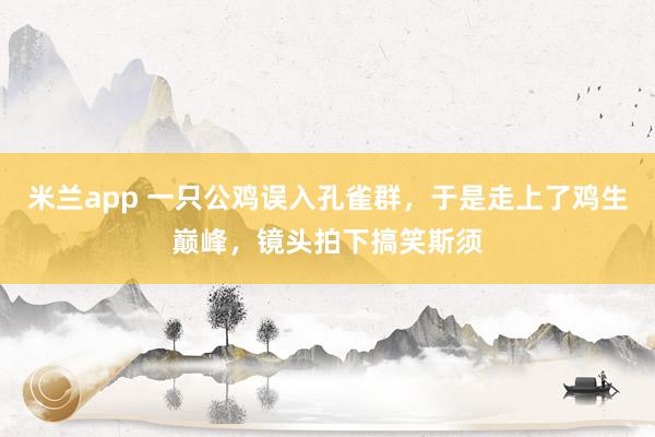 米兰app 一只公鸡误入孔雀群，于是走上了鸡生巅峰，镜头拍下搞笑斯须