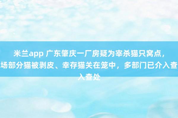 米兰app 广东肇庆一厂房疑为宰杀猫只窝点，现场部分猫被剥皮、幸存猫关在笼中，多部门已介入查处