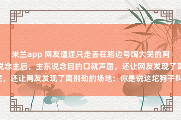 米兰app 网友遭逢只走丢在路边号啕大哭的阿拉，温文报警寻找主东说念主后，主东说念目的口就声屈，还让网友发现了离别劲的场地：你是说这坨狗子叫咪咪？