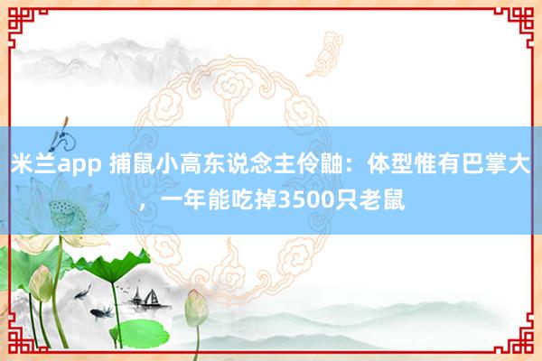 米兰app 捕鼠小高东说念主伶鼬：体型惟有巴掌大，一年能吃掉3500只老鼠