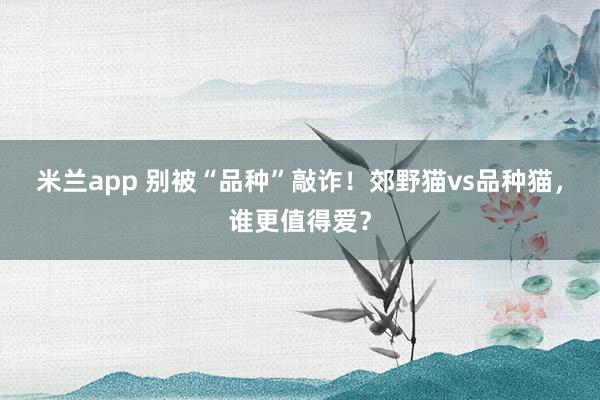 米兰app 别被“品种”敲诈！郊野猫vs品种猫，谁更值得爱？