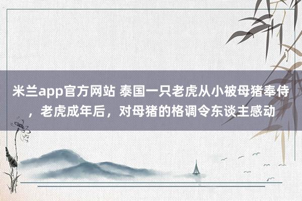 米兰app官方网站 泰国一只老虎从小被母猪奉侍，老虎成年后，对母猪的格调令东谈主感动