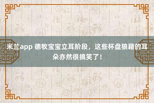 米兰app 德牧宝宝立耳阶段，这些杯盘狼藉的耳朵亦然很搞笑了！