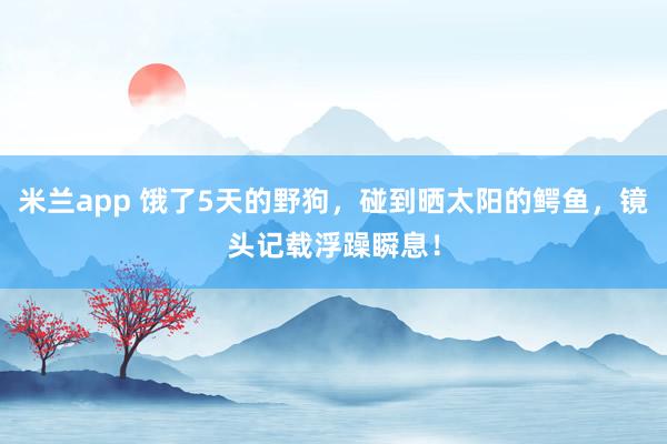 米兰app 饿了5天的野狗，碰到晒太阳的鳄鱼，镜头记载浮躁瞬息！