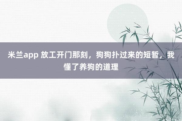 米兰app 放工开门那刻，狗狗扑过来的短暂，我懂了养狗的道理