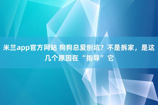 米兰app官方网站 狗狗总爱刨坑？不是拆家，是这几个原因在 “指导” 它